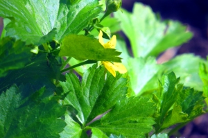 yellowflowerellen